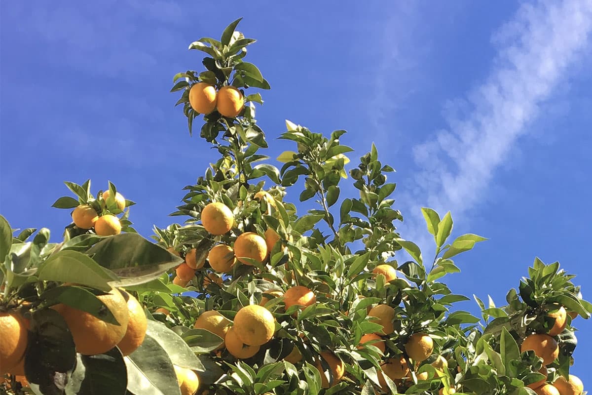 orangers de Valencia